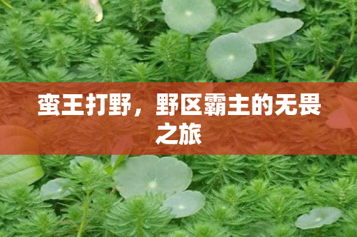 野区霸主的无畏之旅图片