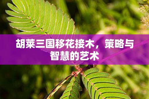胡莱三国移花接木图片