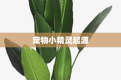 宠物小精灵起源图片