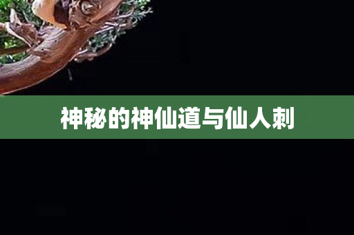 神秘的神仙道与仙人刺图片