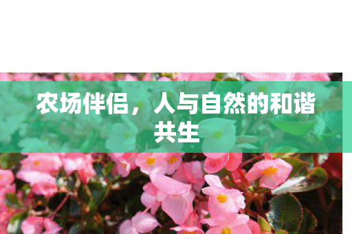 人与自然的和谐共生图片