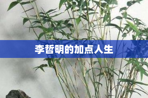 李哲明的加点人生图片