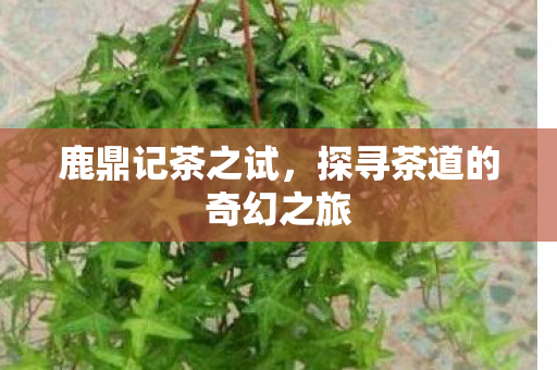 探寻茶道的奇幻之旅图片