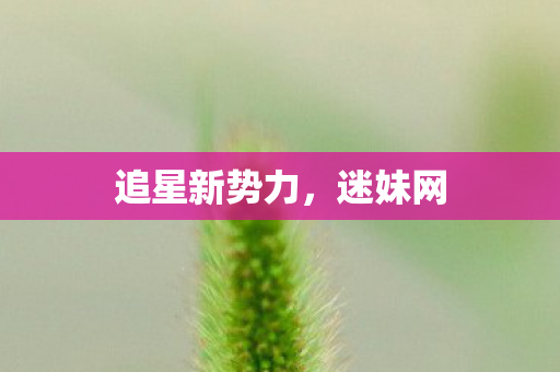 追星新势力图片