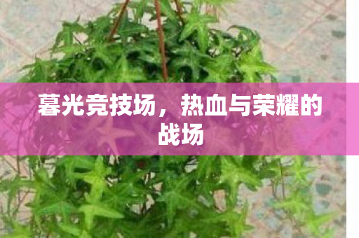 热血与荣耀的战场图片