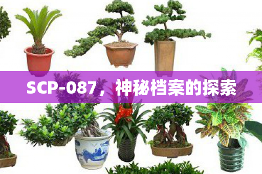 神秘档案的探索图片