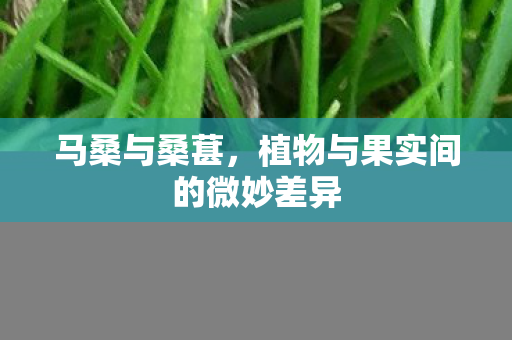 植物与果实间的微妙差异图片