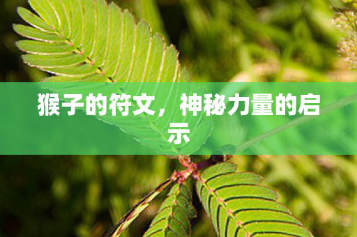 神秘力量的启示图片