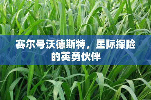 星际探险的英勇伙伴图片