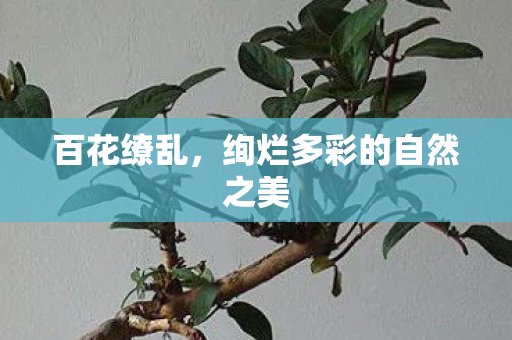 绚烂多彩的自然之美图片