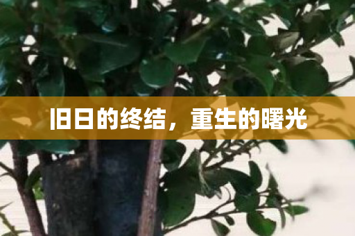旧日的终结图片
