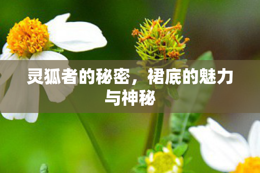 裙底的魅力与神秘图片