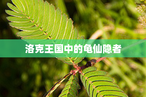 洛克王国中的龟仙隐者图片