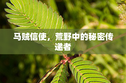 荒野中的秘密传递者图片