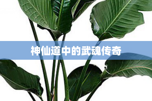 神仙道中的武魂传奇图片