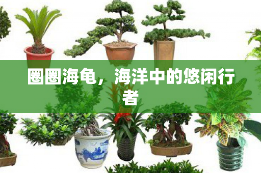 海洋中的悠闲行者图片