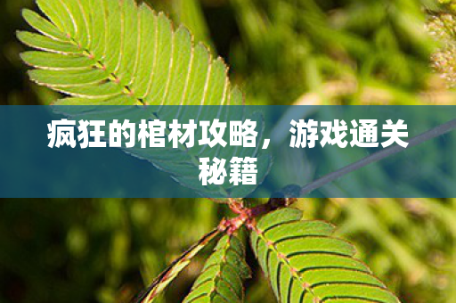 疯狂的棺材攻略图片