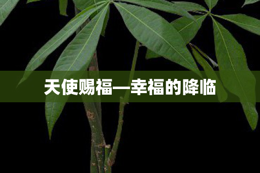 幸福的降临图片
