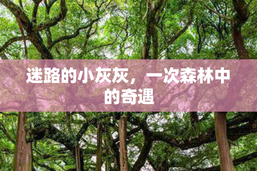 一次森林中的奇遇图片
