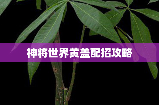 神将世界黄盖配招攻略图片