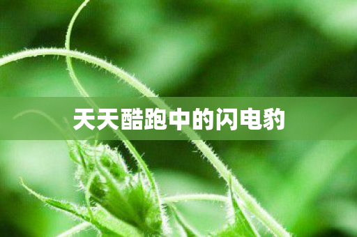 天天酷跑中的闪电豹图片