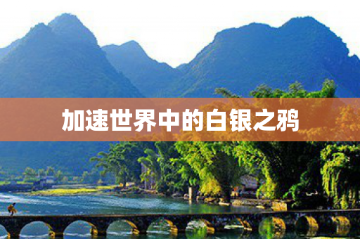 加速世界中的白银之鸦图片