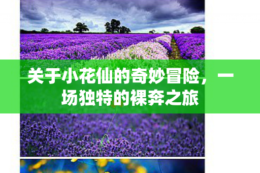 关于小花仙的奇妙冒险图片