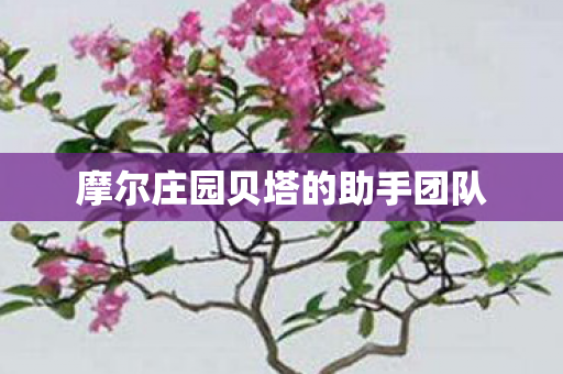 摩尔庄园贝塔的助手团队图片