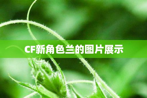 CF新角色兰的图片展示图片
