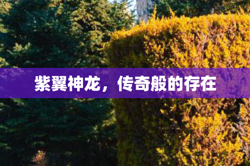 传奇般的存在图片