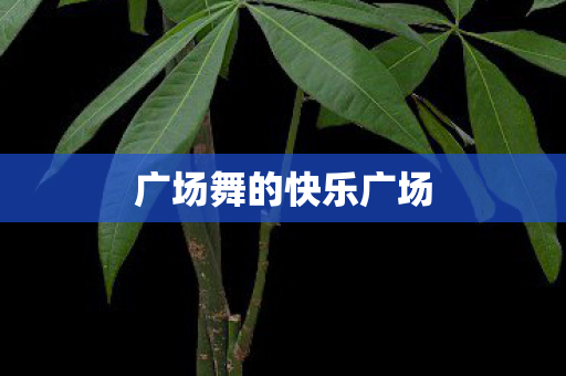 广场舞的快乐广场图片