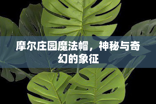 神秘与奇幻的象征图片