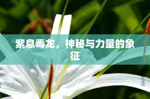 神秘与力量的象征图片