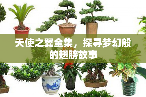 探寻梦幻般的翅膀故事图片