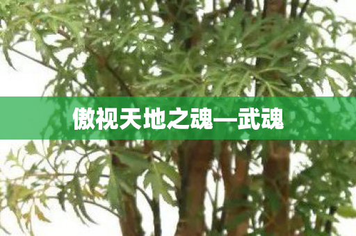 傲视天地之魂图片