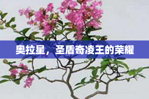 圣盾奇凌王的荣耀图片