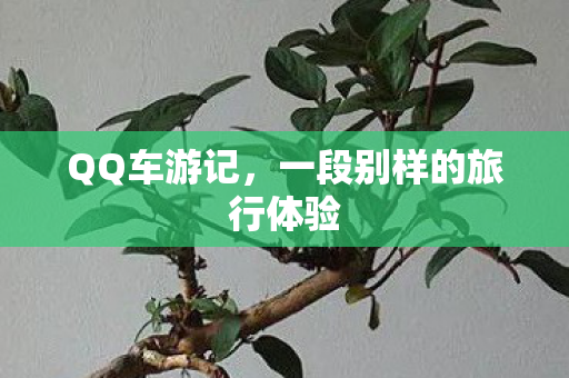 一段别样的旅行体验图片