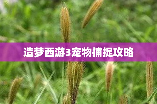造梦西游3宠物捕捉攻略图片