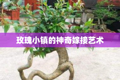 玫瑰小镇的神奇嫁接艺术图片