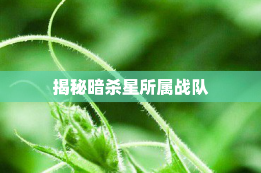揭秘暗杀星所属战队图片