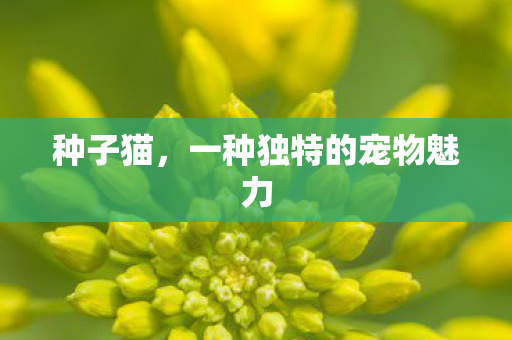 一种独特的宠物魅力图片