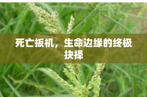 生命边缘的终极抉择图片
