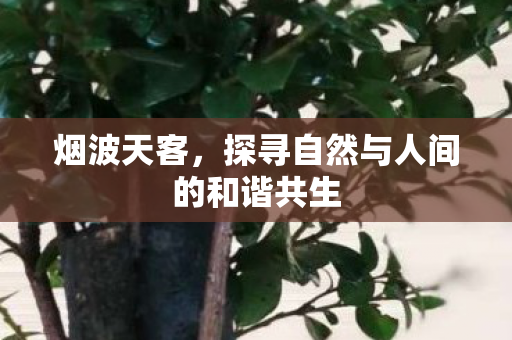 探寻自然与人间的和谐共生图片