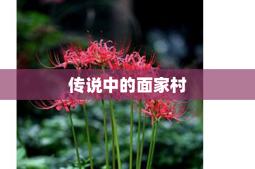传说中的面家村图片