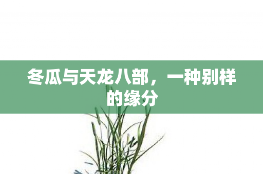 冬瓜与天龙八部图片