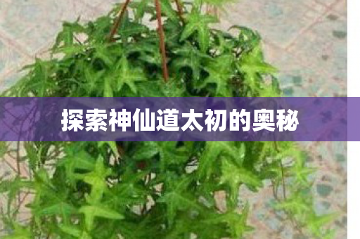 探索神仙道太初的奥秘图片