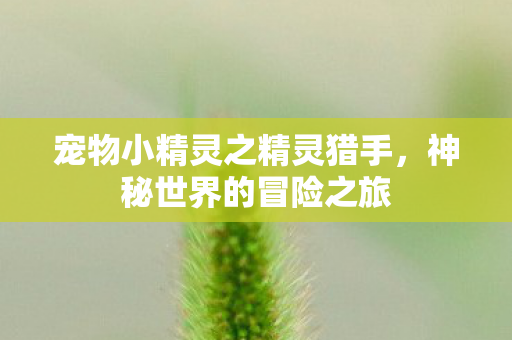 宠物小精灵之精灵猎手图片
