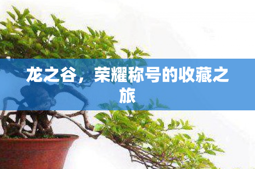 荣耀称号的收藏之旅图片