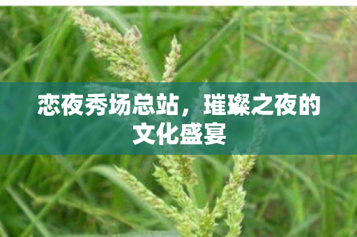 璀璨之夜的文化盛宴图片