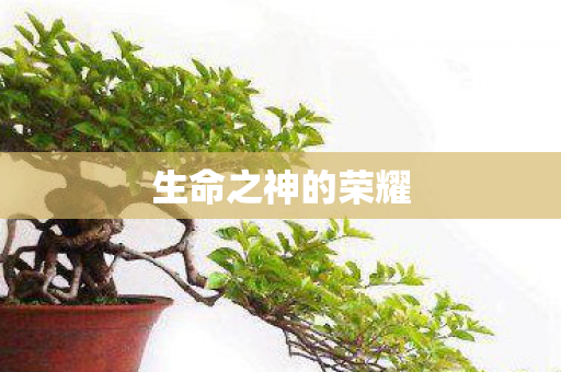 生命之神的荣耀图片